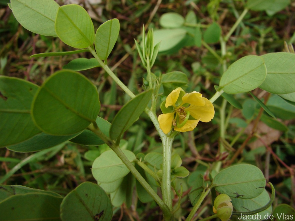 Senna tora (L.) Roxb.